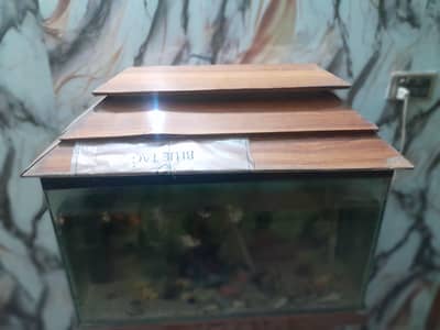fish aquarium