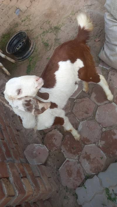 Desi bakri for sale in multan