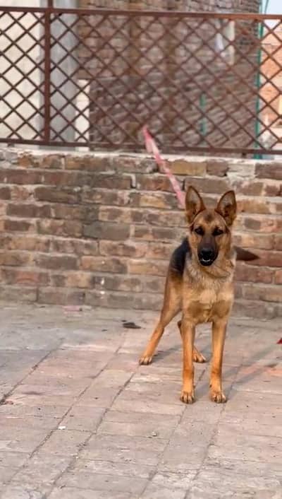 German Shepherd Male puppy