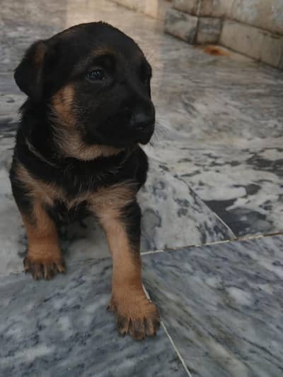 German shepherd/ Labrador puppies available for sale