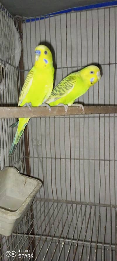 Sale Australian Pair