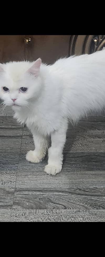 persian female for adoption