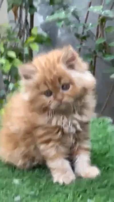 Persian kitten for urgent sale my WhatsApp number 032869729ten