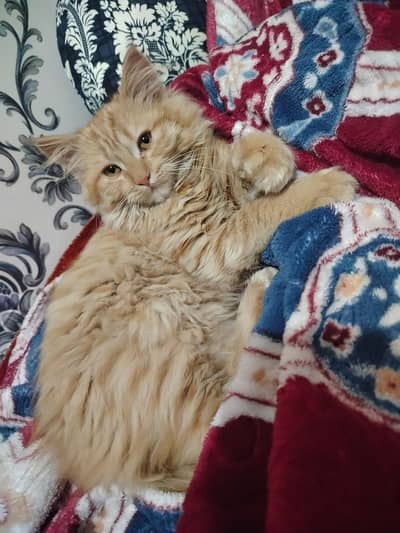 Perssian brown kitten