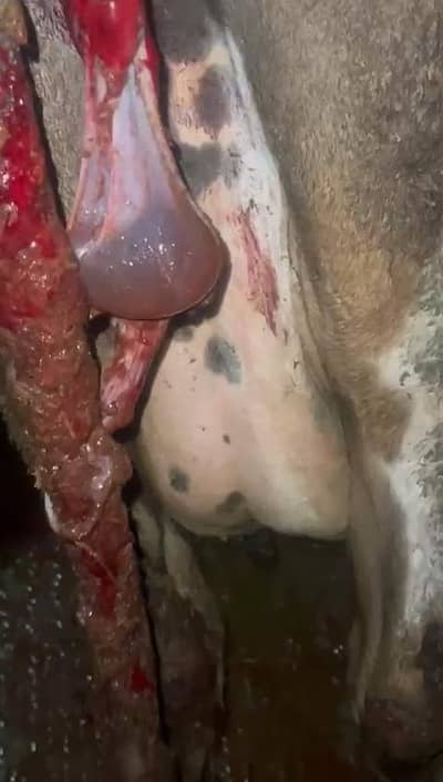 freizen cross 2 cows fresh calved location dina rec