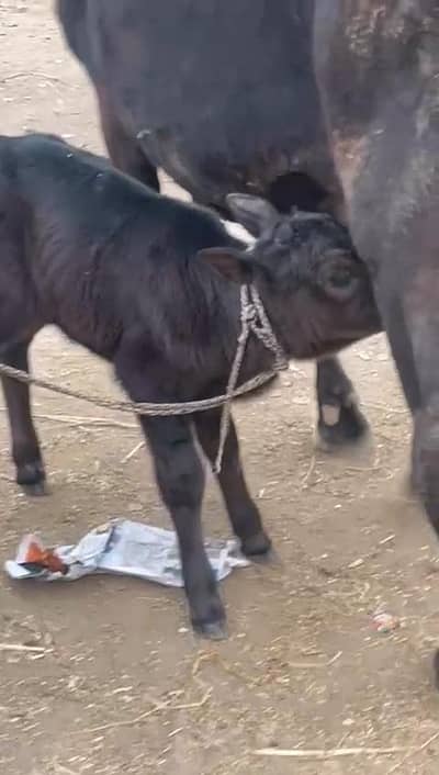 freizen cross 2 cows fresh calved location dina rec