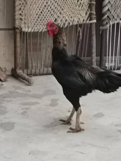 Aseal shamo for sale