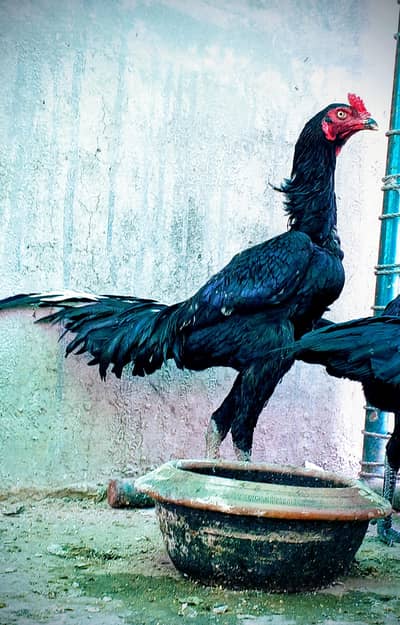 burmi pakoya murga and two females high quality