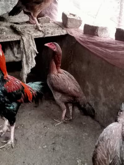 pure aseel lakhi madi kurk for sale