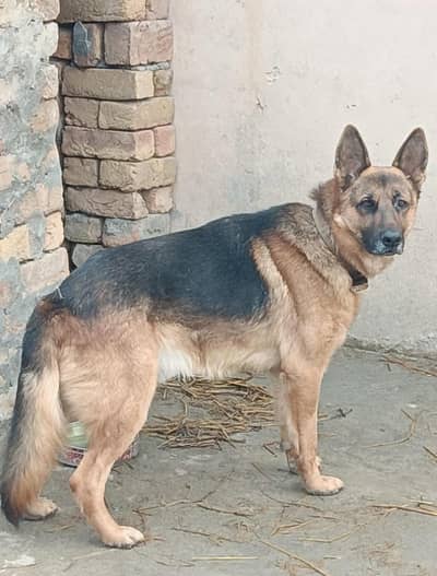 German shepherd Dog for sale