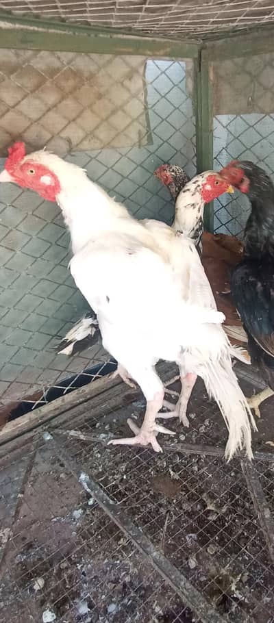 1 each - Heera Aseel, Laakhi Hen, Cheeni Hen, Mushki Hen