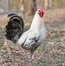 Egyption fayomi male