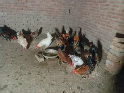 18 GOLDEN MISRI MURGE