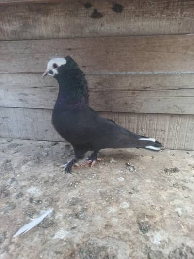 Black mukee breeder female