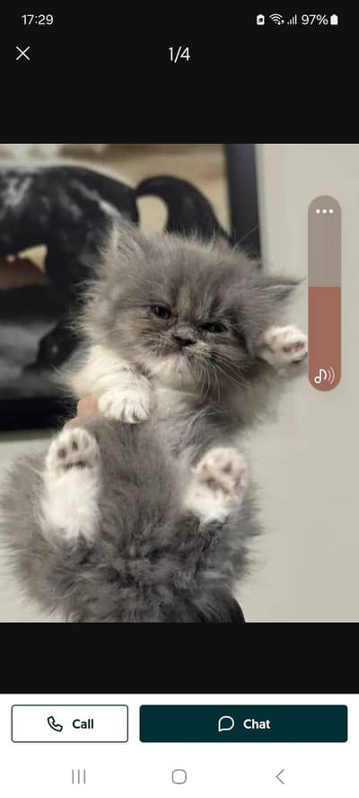 Persian cat for sale home bread