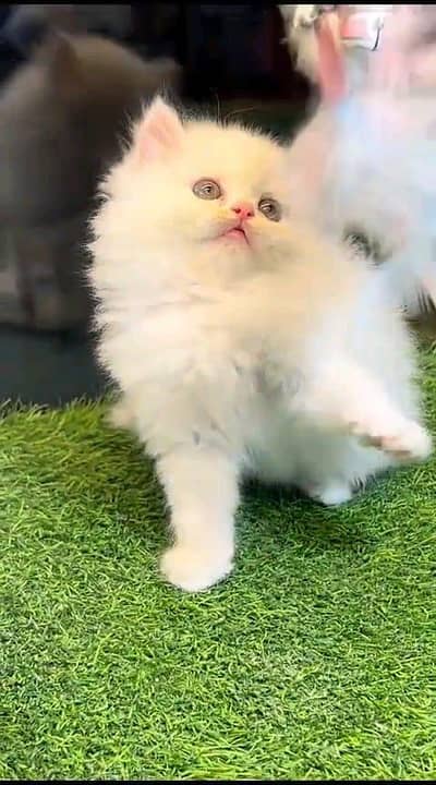 Persian kitten for urgent sale my WhatsApp number 0313496819one