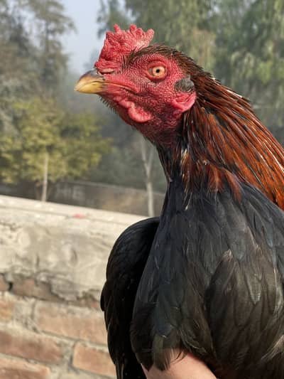 Aseel murga quality bird 03202829199