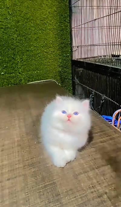 Persian cat triple quote 5 face mein later train