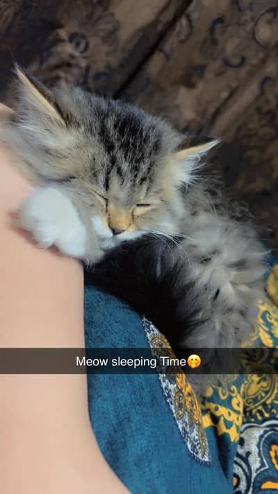 Beautiful Siberian Fluffy Kitten for sale Healthy and Active