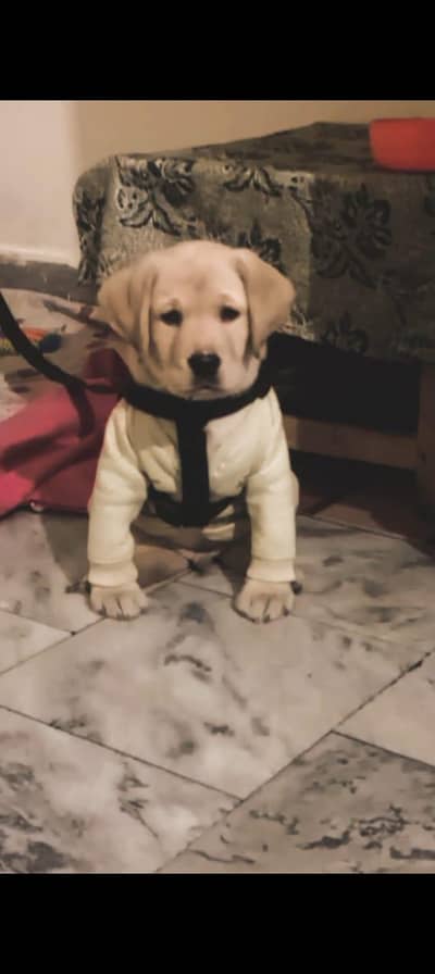 Male dog 2 dose vaccine lagi hai  Age::2months 10 days