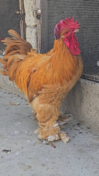 heera buff golden sebright