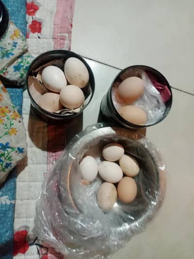 Astralope aur Desi Misri 1 male with 2 females ffir sale Eggs Laying