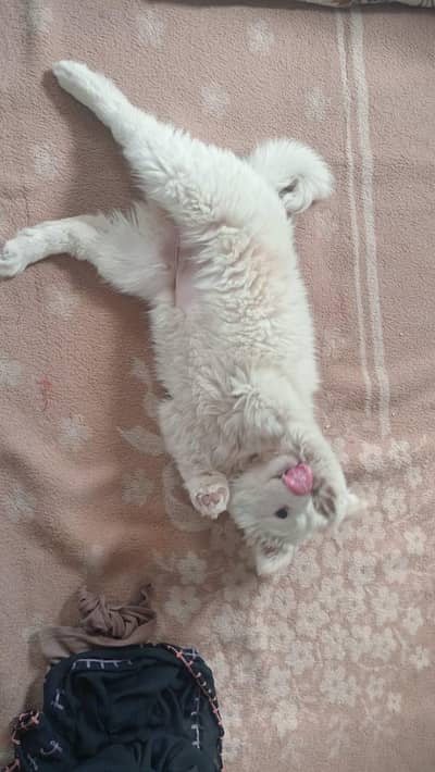 Dog,Puppy,Afghankuchi