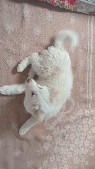 afghan kuchi for sell