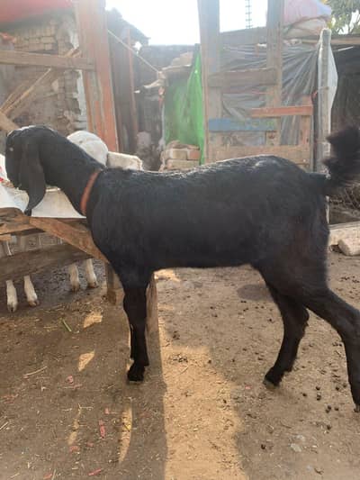 goats for sale urgent