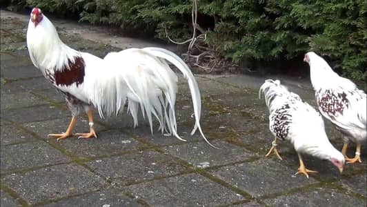 Yokohama red sholder / fancy hen / hen / long tail hen