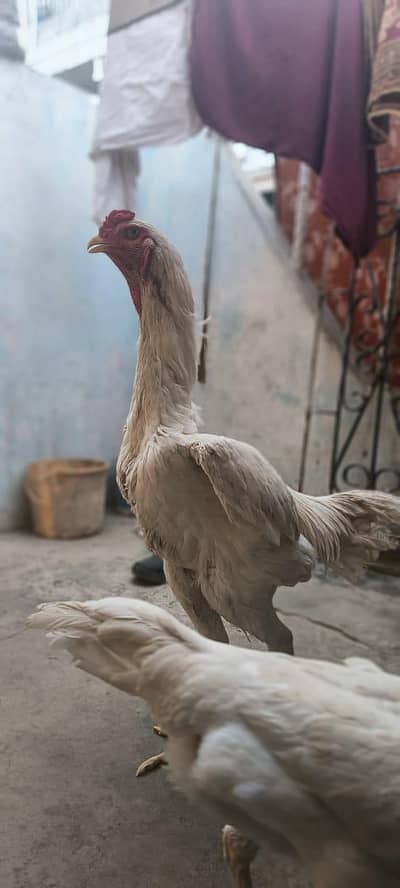 white King O Shamo pire