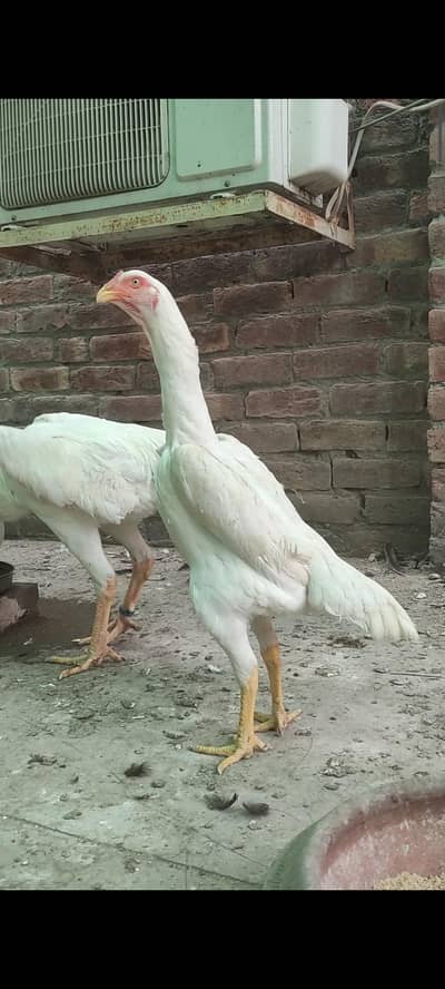 white shamo female