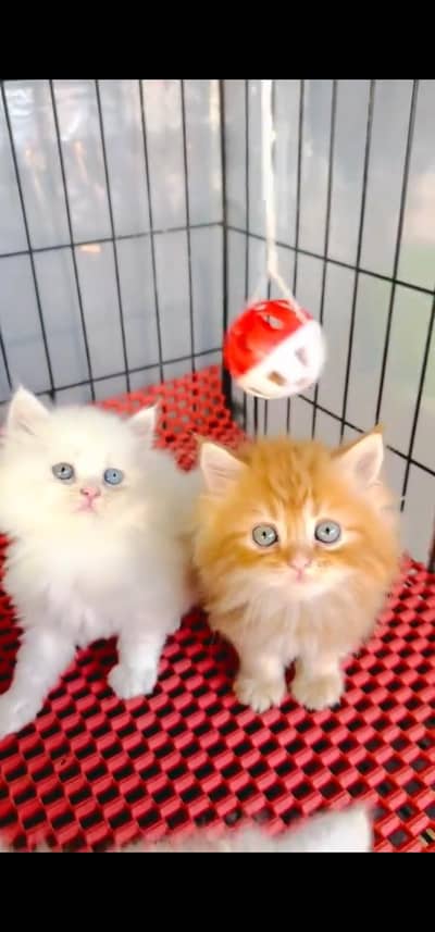 Quality Persian Punch face cat & kitten =03205959094=Whatsapp