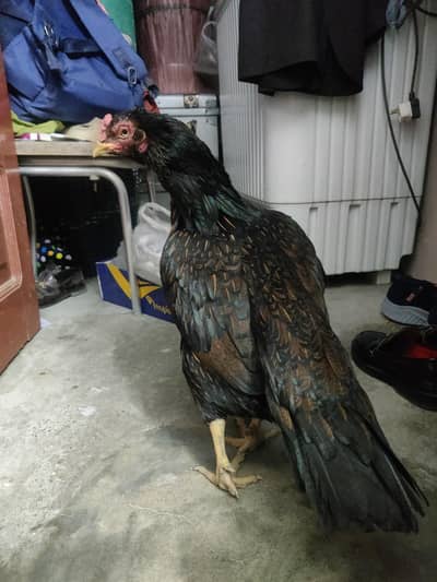 high quality aseel hen