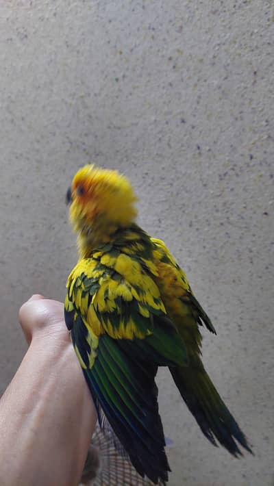 sunconure bequtiful chick.