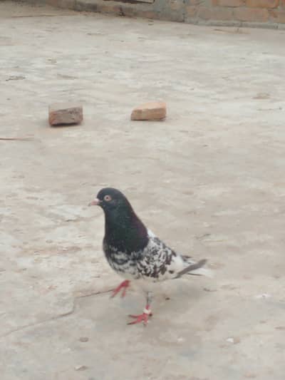 kamagar quality pigeon
