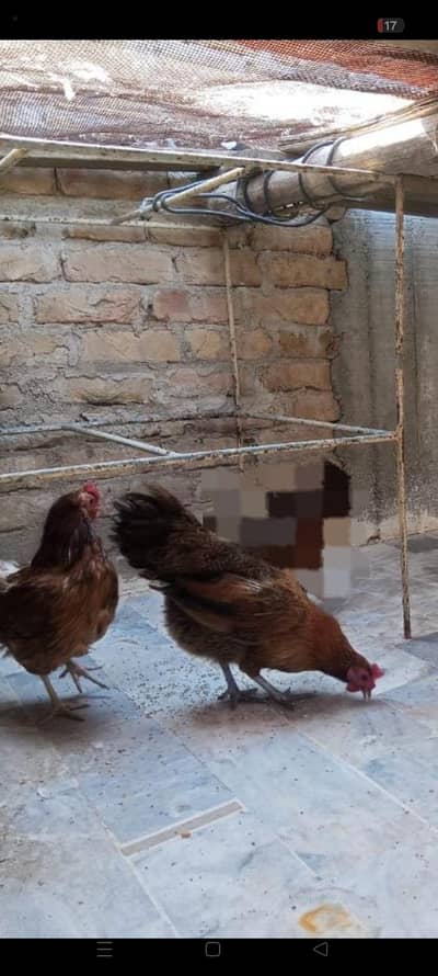 2 murgi sale kr rha ho