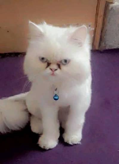 sami  Punch face female