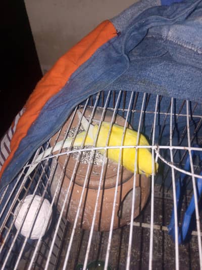 Red eiis Australian porrot  femail birds