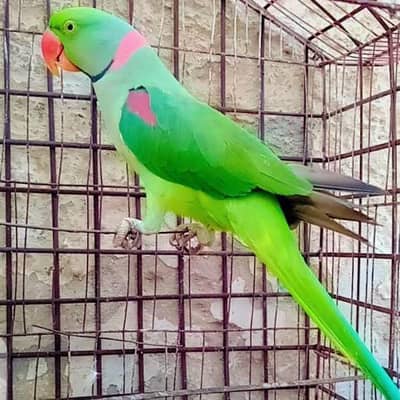 raw parrot male full fly hand Tam