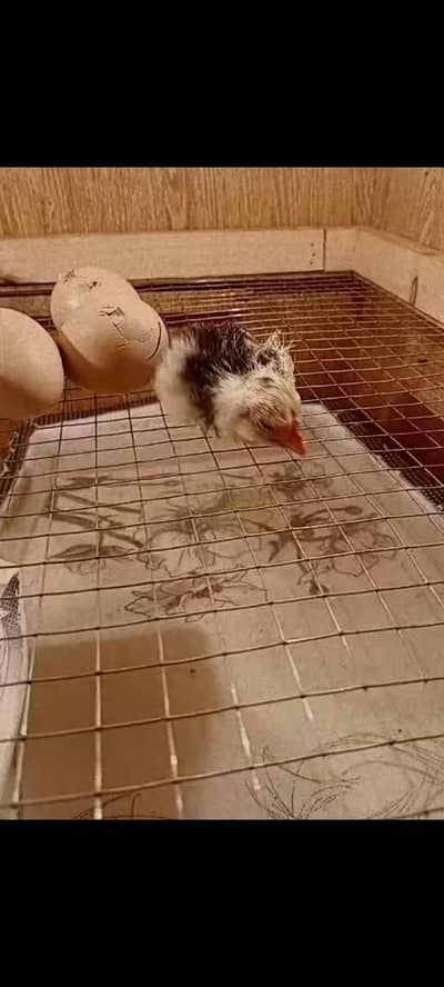 incubator for sale 80 eggs