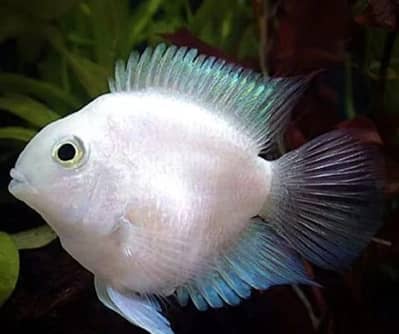 Polar and Snow Parrot fish