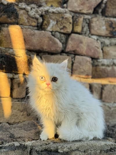 Triple coated persian odd eyes kitten for sale
