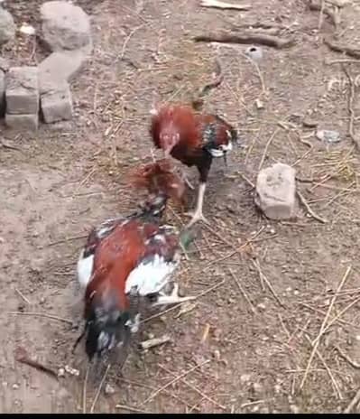 aseel pathy for sale