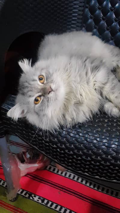 Persian trriple coat punch face