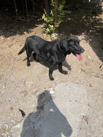 Beautiful 2 year old British Labrador