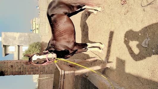 beautiful desi Ravi breed horse for sale