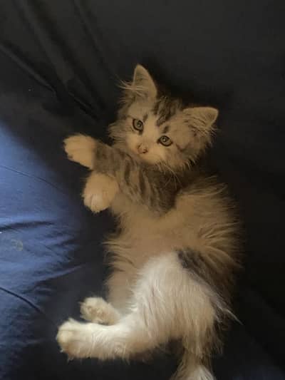 Persian Male kitten for sell