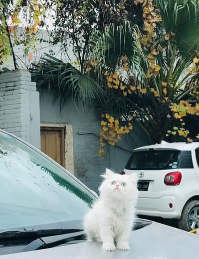 beautiful triple coated Persian kitten
