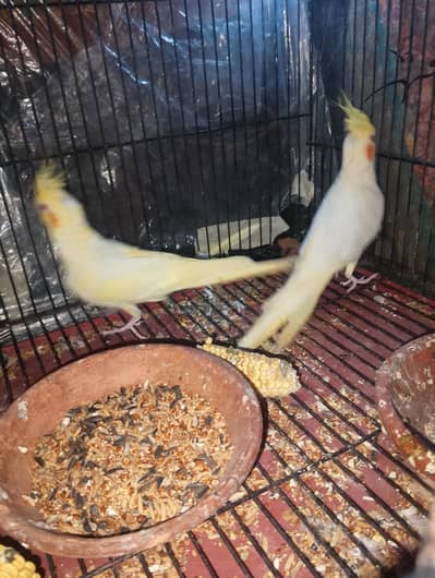 coctail pair for sall nail tail all oky acha saiz ma ha 03010460377